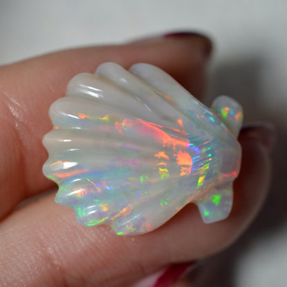 9.93ct Large Rainbow Shell Carving