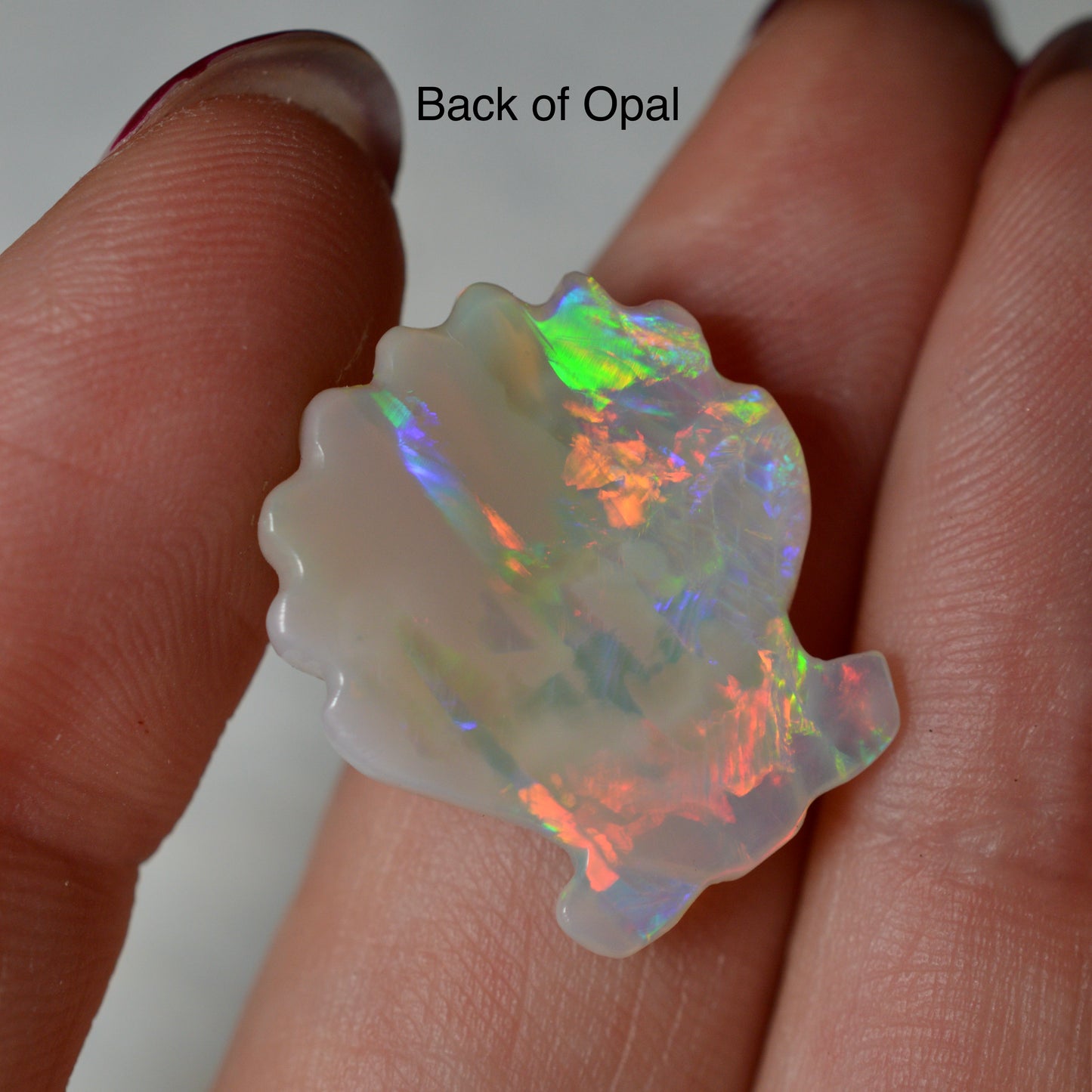 9.93ct Large Rainbow Shell Carving
