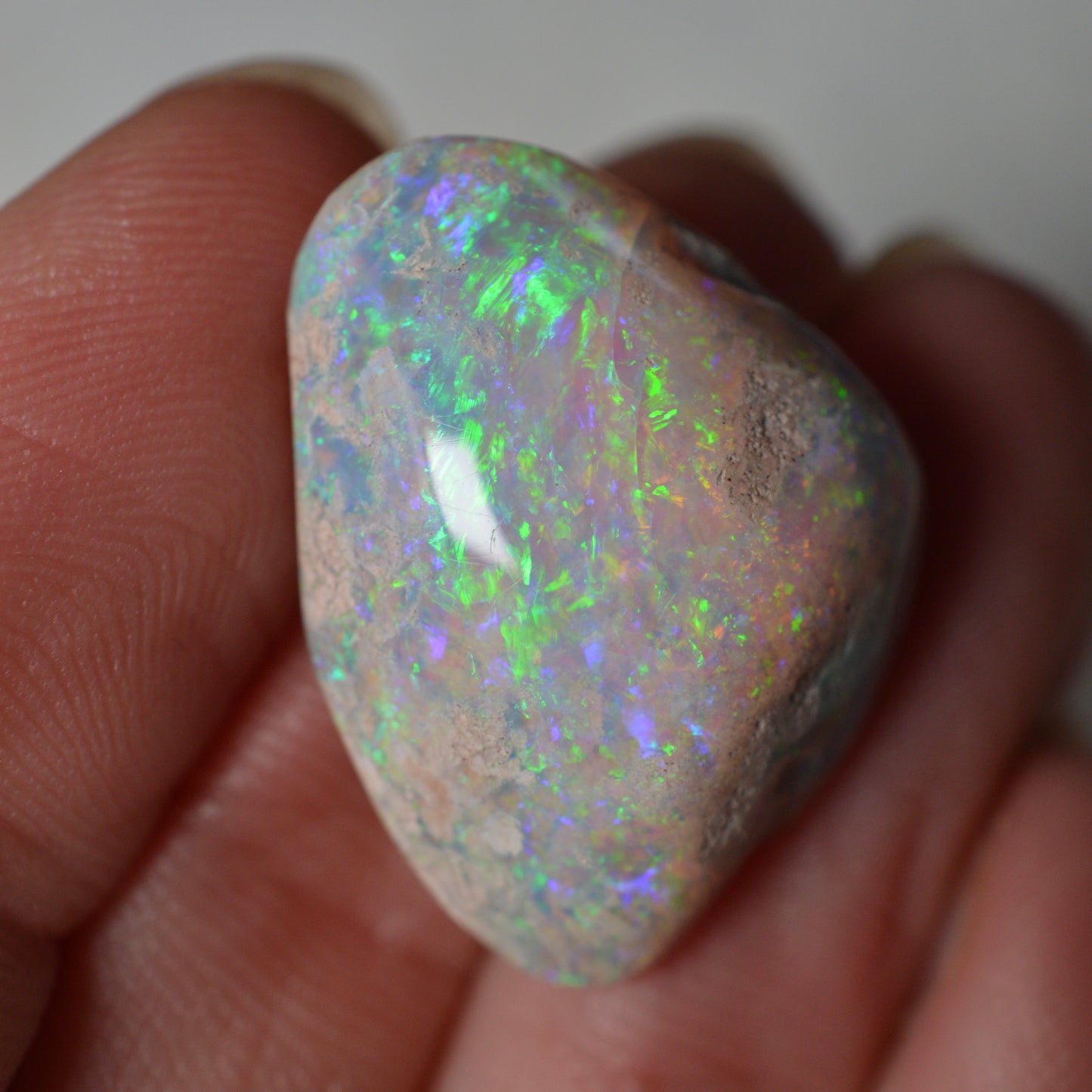14.95ct Vivid Shell Speciem