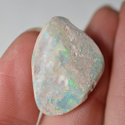 14.95ct Vivid Shell Speciem