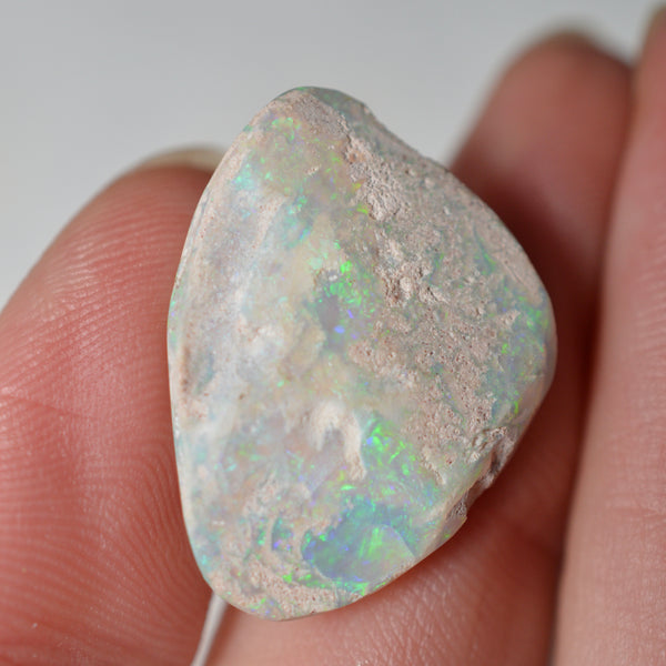 14.95ct Vivid Shell Speciem