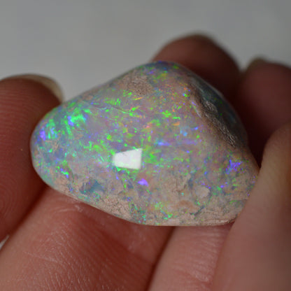 14.95ct Vivid Shell Speciem