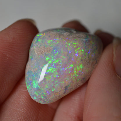 14.95ct Vivid Shell Speciem