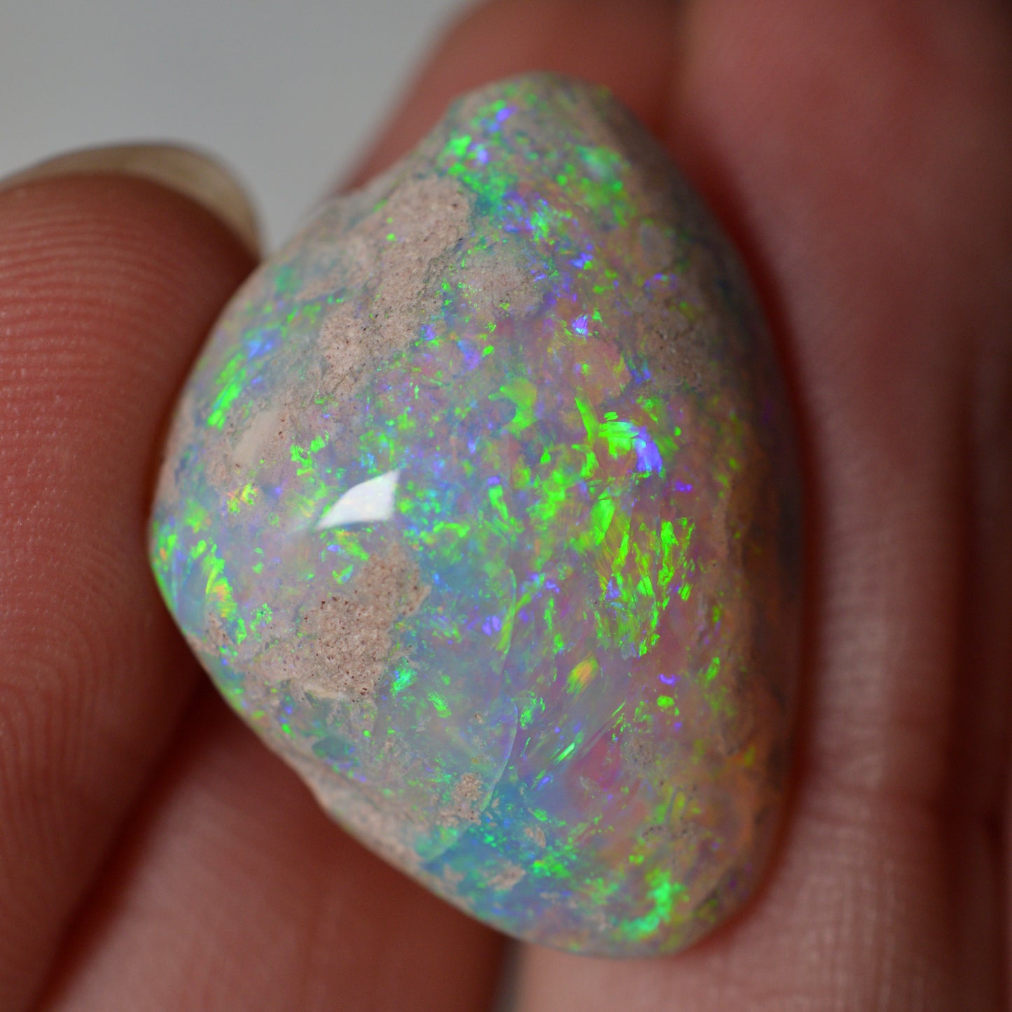 14.95ct Vivid Shell Speciem