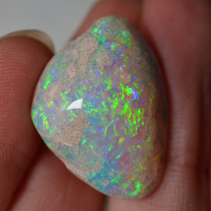 14.95ct Vivid Shell Speciem