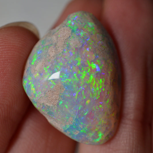 14.95ct Vivid Shell Speciem