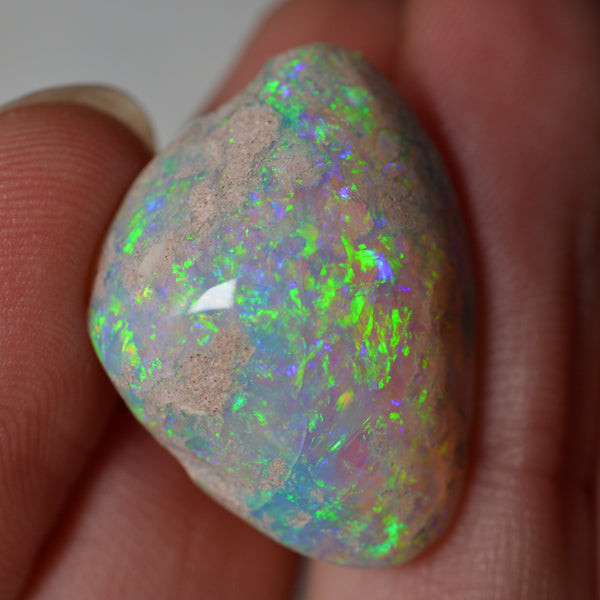 14.95ct Vivid Shell Speciem