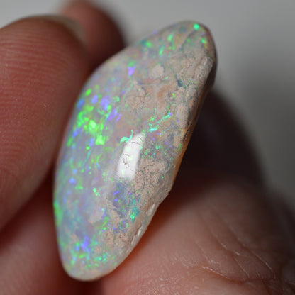 14.95ct Vivid Shell Speciem