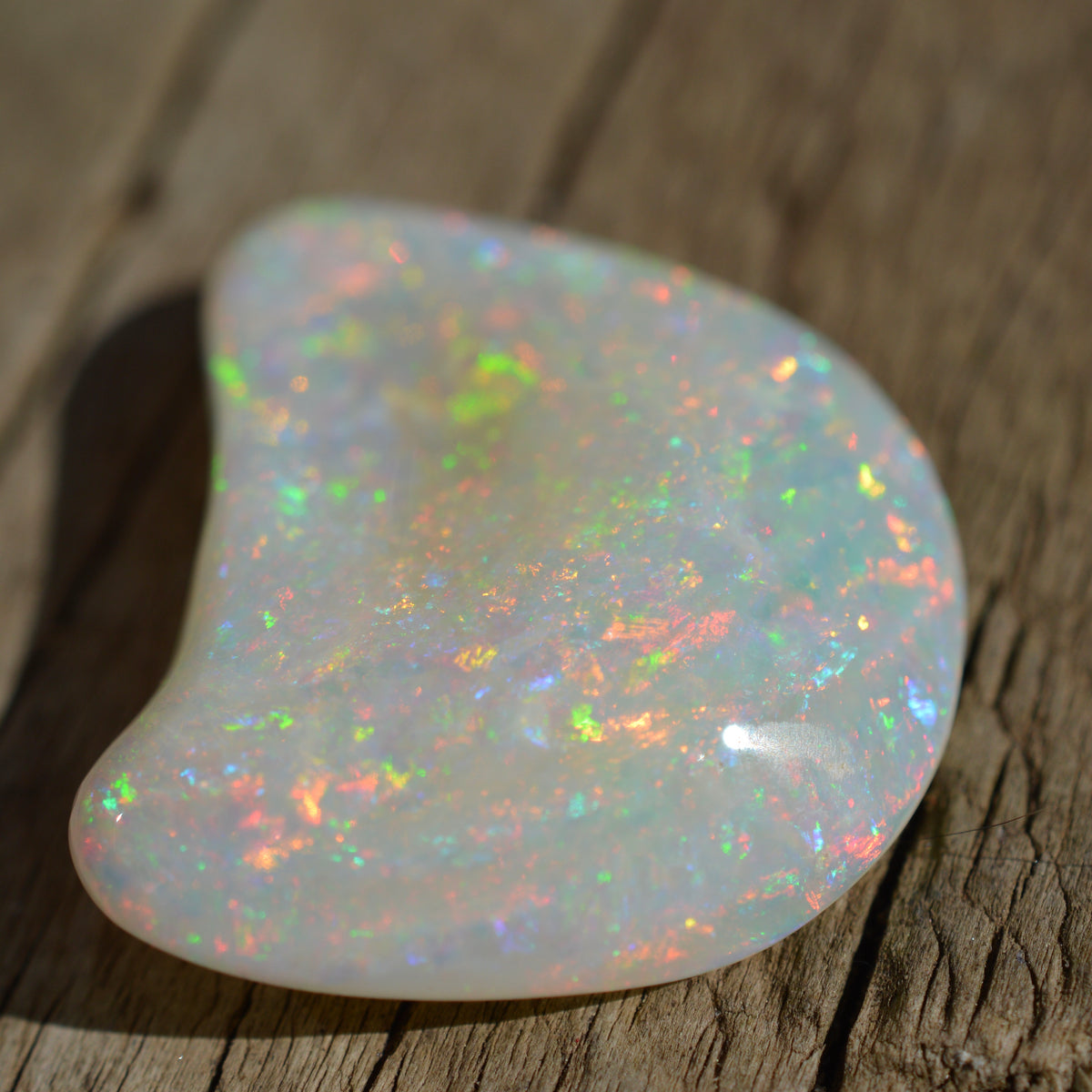 15.5ct Opal Shell
