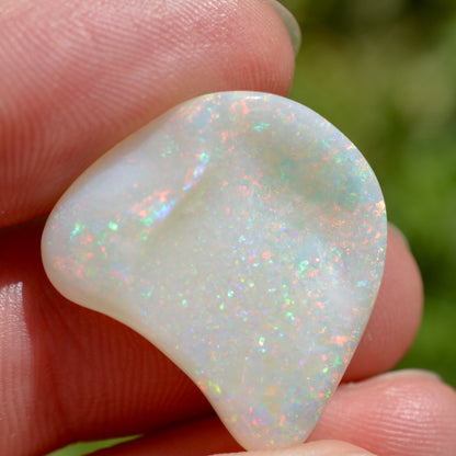 15.5ct Opal Shell