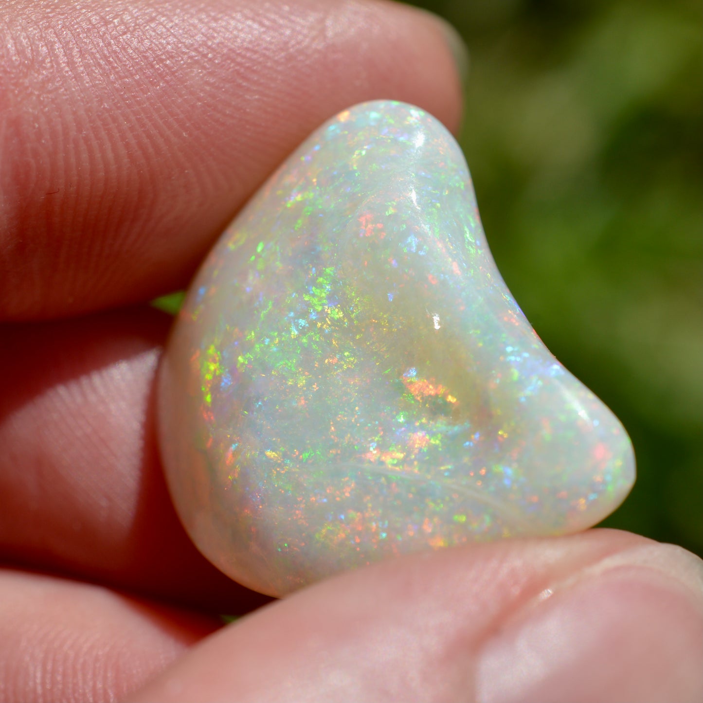 15.5ct Opal Shell